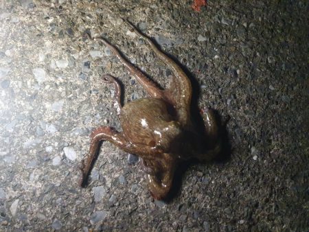 夕方から夜釣りで太刀魚秋イカ調査！