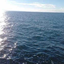 2025秋の青物シーズン開幕③