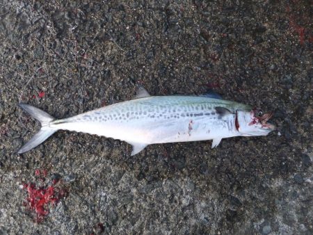 リベンジ成功！＆久々のメジロ！！