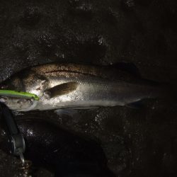 久々のベイトシーバス