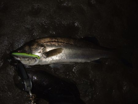 久々のベイトシーバス