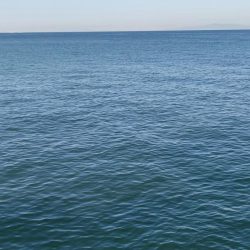 今日もサゴシいます