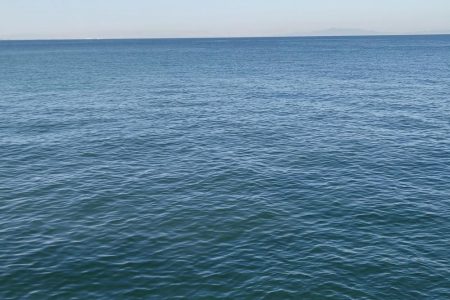 今日もサゴシいます