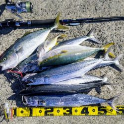 青物フィーバー