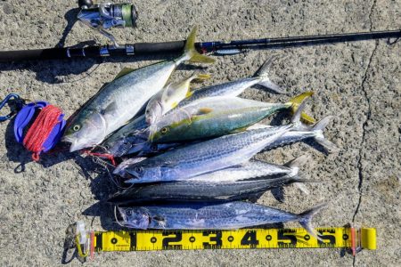 青物フィーバー