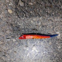 久しぶりのスズキ