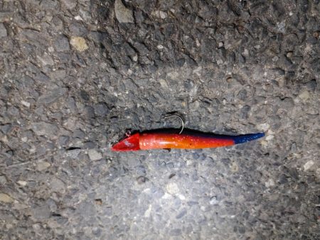 久しぶりのスズキ