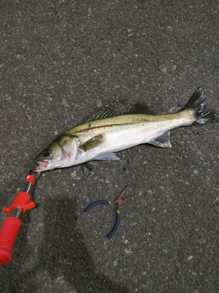 まさかのシーバス3匹