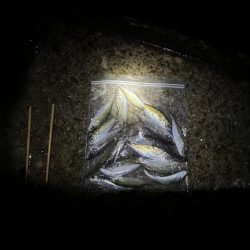 木枯らし吹くがサビキまだまだ