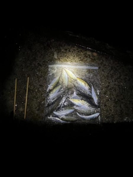 木枯らし吹くがサビキまだまだ