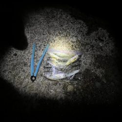 サビキまだ行けそう