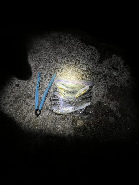 サビキまだ行けそう