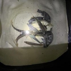 まだサビキ行けそう