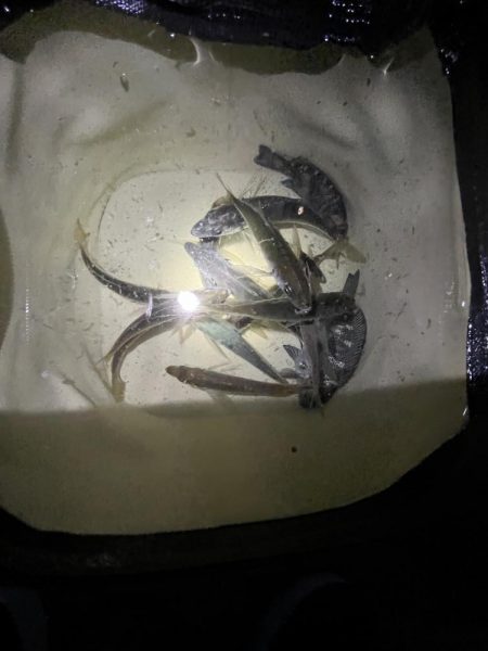 まだサビキ行けそう