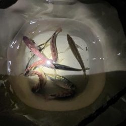 サビキもまだギリギリ