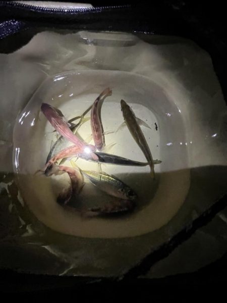 サビキもまだギリギリ