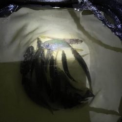 サビキも終盤？！