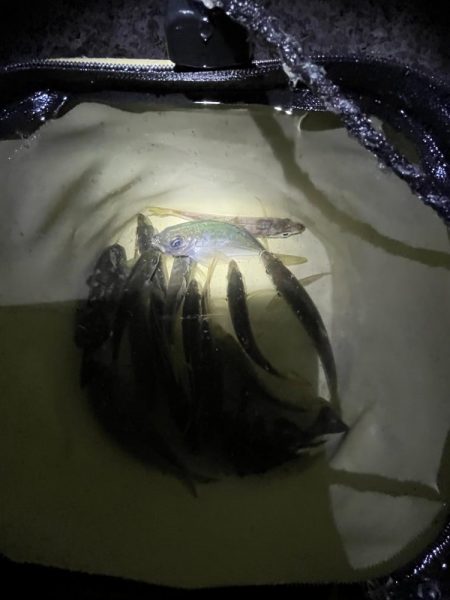 サビキも終盤？！