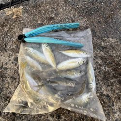 サビキまだギリギリいける