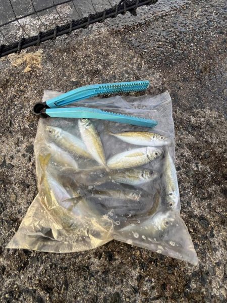 サビキまだギリギリいける