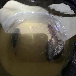 ゲゲゲの外道の日　サビキの冬の巻