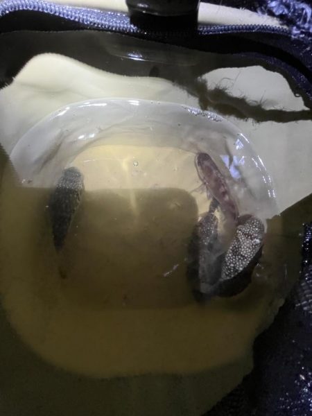 ゲゲゲの外道の日　サビキの冬の巻