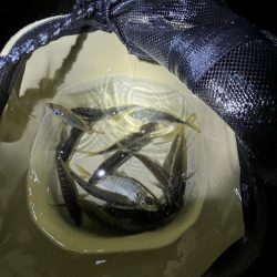 サビキまだまだいける②