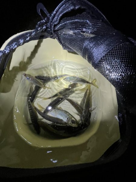 サビキまだまだいける②