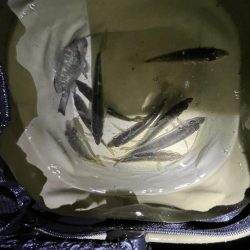 サビキギリギリ行けそう