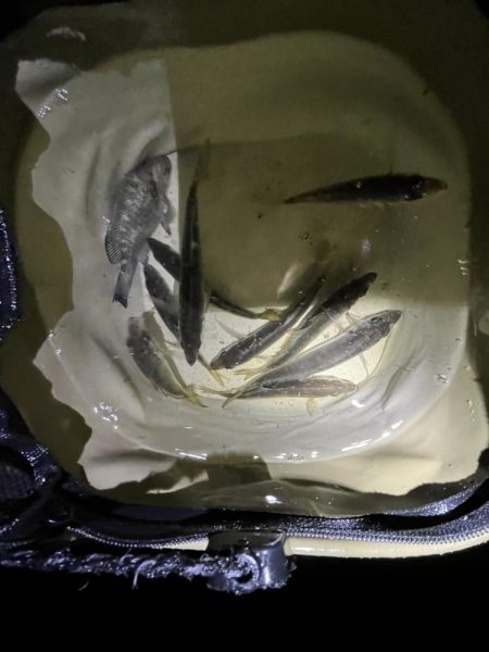 サビキギリギリ行けそう