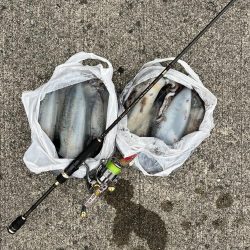 エギング　佐渡遠征⑥