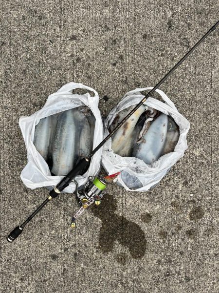 エギング　佐渡遠征⑥