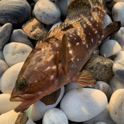 チヌとアコウをスプーンで