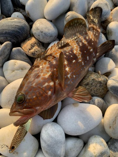 チヌとアコウをスプーンで