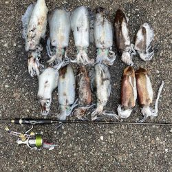 エギング 佐渡遠征⑦