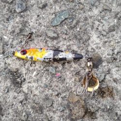 大阪湾サゴシ絶好調 ホームでサゴシ2匹