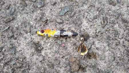 大阪湾サゴシ絶好調 ホームでサゴシ2匹