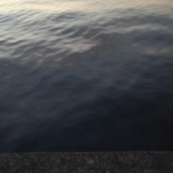 ホームでショアジギング、サゴシ53㎝