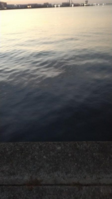 ホームでショアジギング、サゴシ53㎝