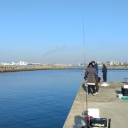 魚住漁港の落ちギス調査