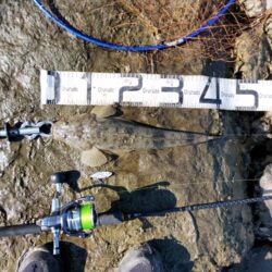 狙って、フラットが釣れた。釣行時間10分チョイ