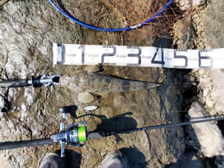 狙って、フラットが釣れた。釣行時間10分チョイ