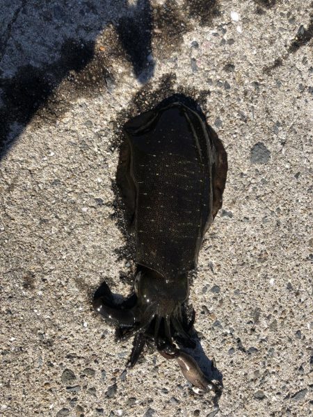 お正月のイカ探し