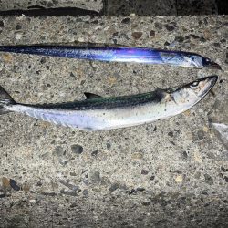 サゴシ宮津〜舞鶴ランガン