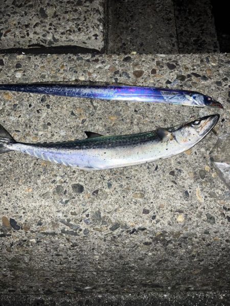 サゴシ宮津〜舞鶴ランガン