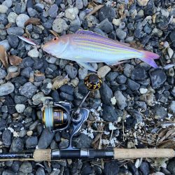 ヒラメ43、イトヨリダイ42cm