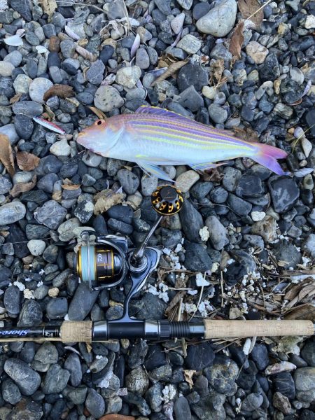 ヒラメ43、イトヨリダイ42cm