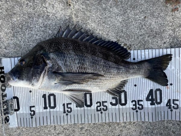 イチノ兄弟、釣果！