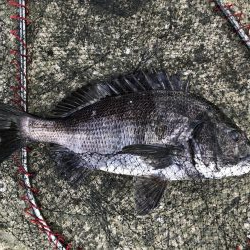 イチノ兄弟、釣果！