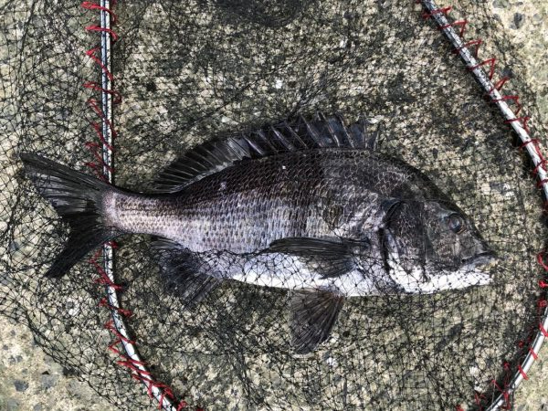 イチノ兄弟、釣果！